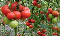 Индетерминантные сорта томатов - что это такое?